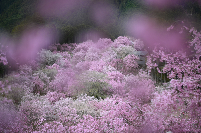 お写ん歩: NIKKOR Z DX 16-50mm f/3.5-6.3 VRアーカイブ